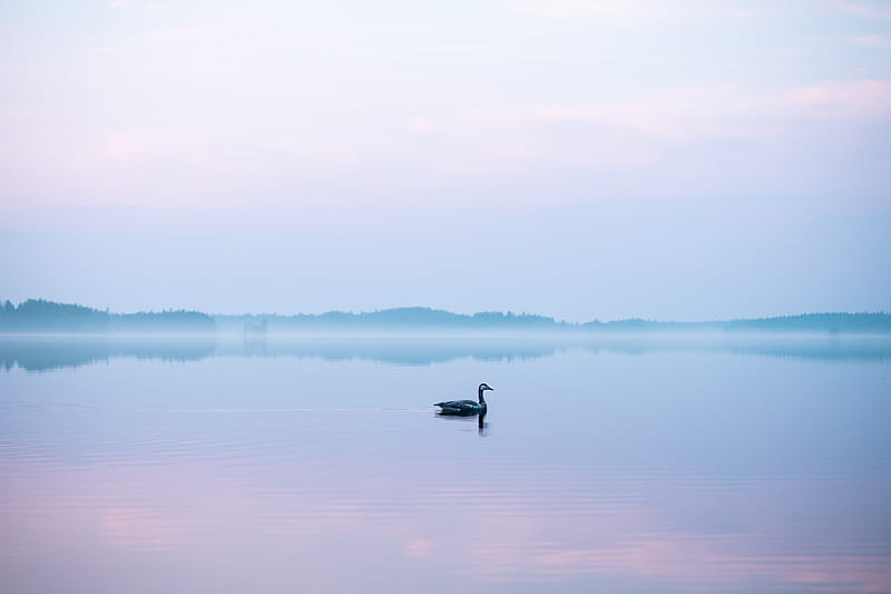 swan, fog, lake, bird, HD wallpaper