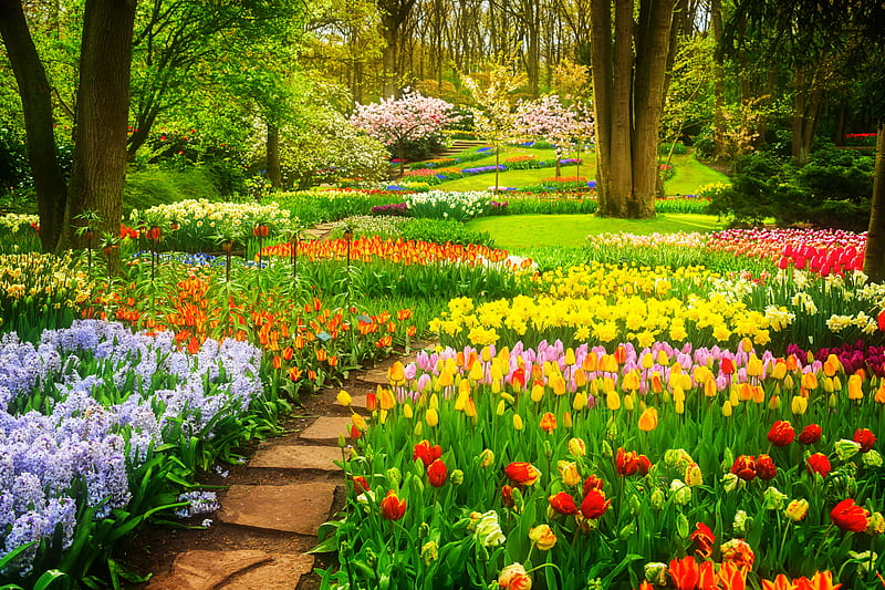 Flowers in park, pretty, lovely, grass, greenery, Keukenhof, spring, park, freshness, alleys, beauitiful, summer, flowers, walk, tulips, HD wallpaper