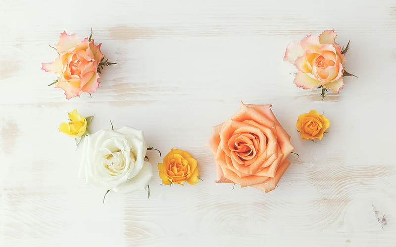 Roses, rose, orange, texture, flower, yellow, white, HD wallpaper | Peakpx