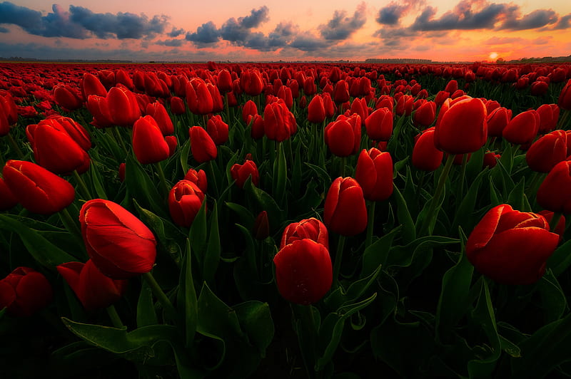 Flowers, Tulip, Field, Sunset, Netherlands, Nature, Red Flower, HD wallpaper