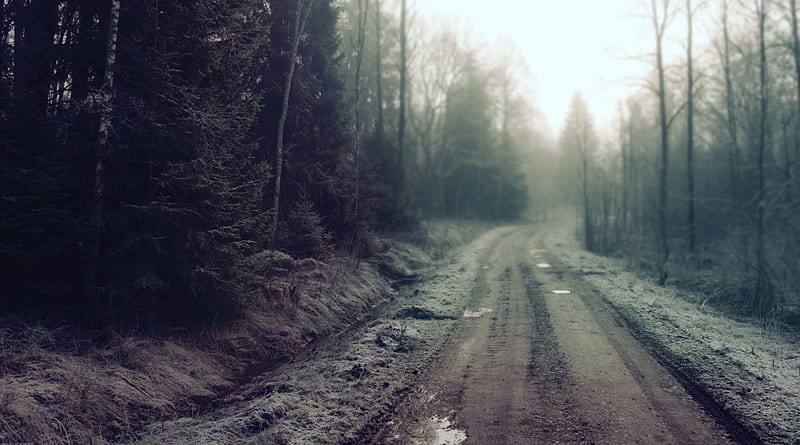 Winter Road, forest, alaska, evergreen, trees, winter, cold, water, snow, ice, road, frozen, siberia, HD wallpaper
