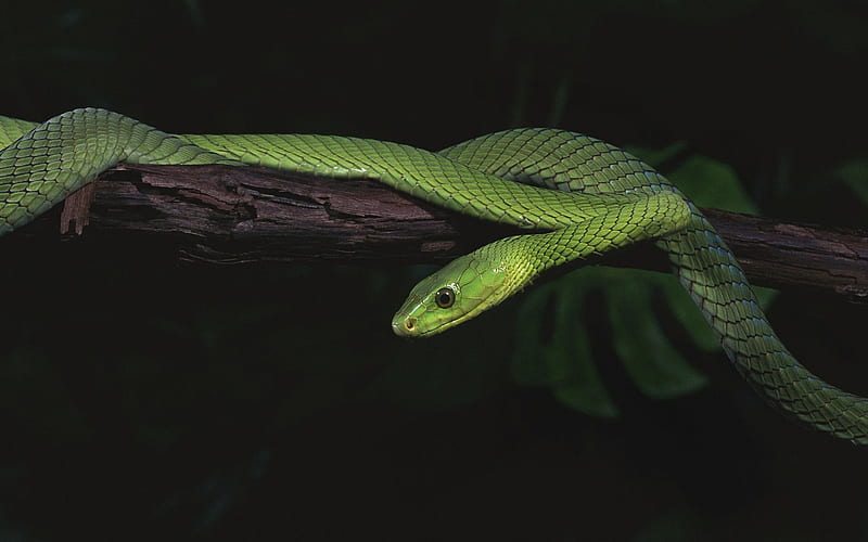 Year of the snake IX. cute, graphy, predators macro, green snake, nature, reptiles, snake, animals, HD wallpaper