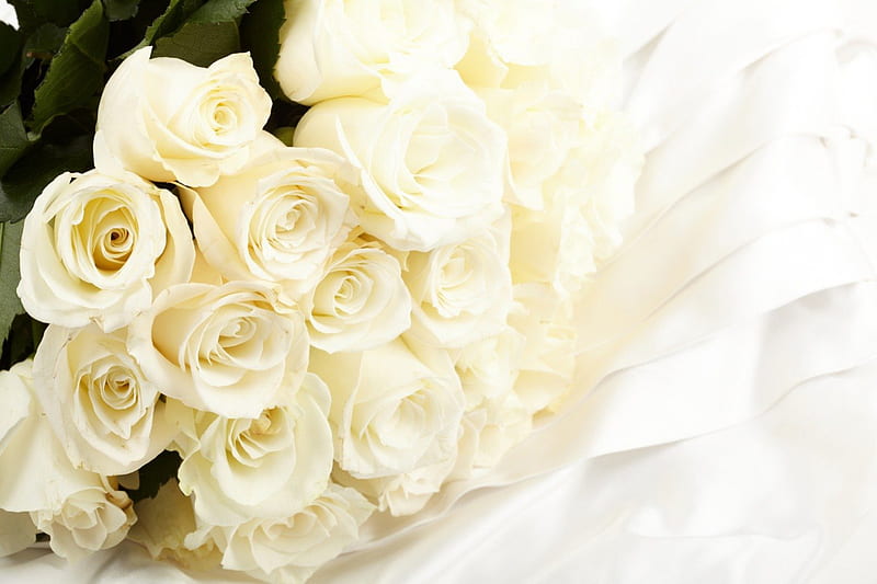 Beautiful White Roses!, flowers, nature, bonito, roses, white, HD ...