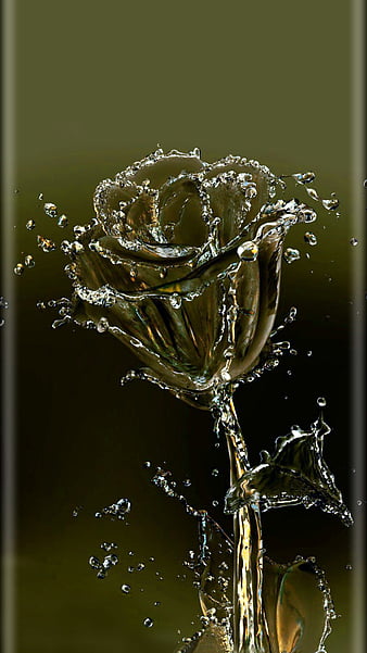 rose water, desenho, flower, flower, HD phone wallpaper