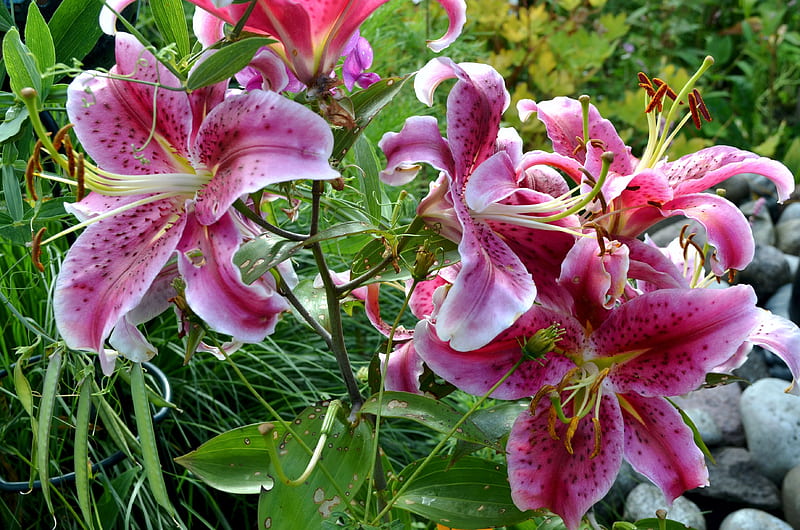 Lirios de jardín, rojo, hojas, planta, verano, flores, pétalos, blanco,  Fondo de pantalla HD | Peakpx