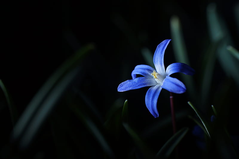 flower, macro, blue, bloom, HD wallpaper