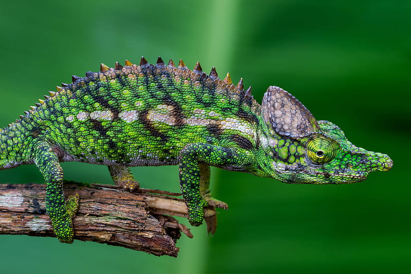 Reptiles, Chameleon, Reptile, Wildlife, HD wallpaper