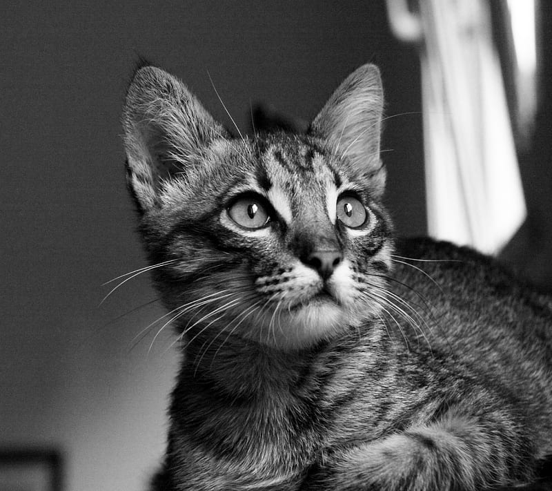 Loyal Lil Kitten, bw, cat, HD wallpaper