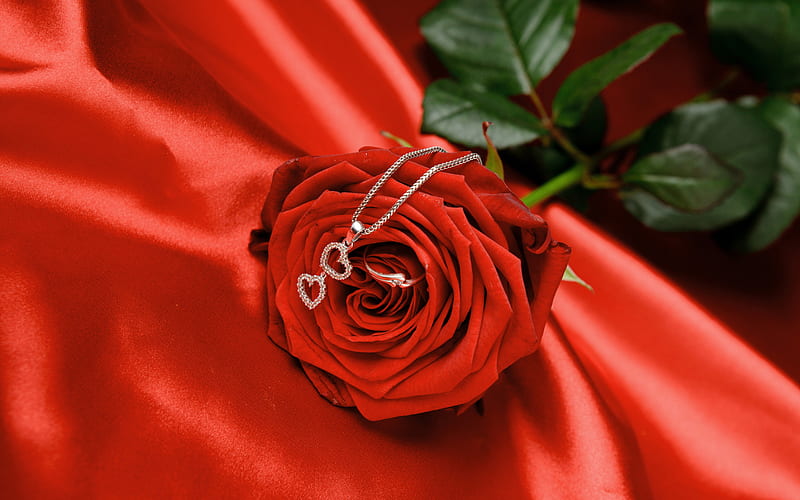 the rose, red, lovely, rose, locket, HD wallpaper