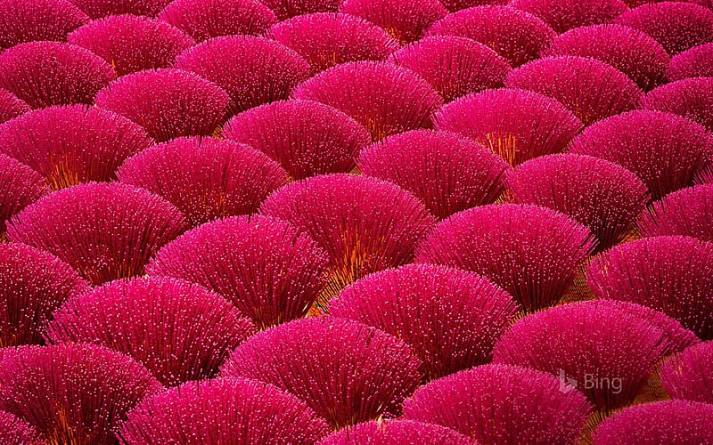Pink bushes, china, bush, texture, flower, skin, pink, guangdong province, HD wallpaper