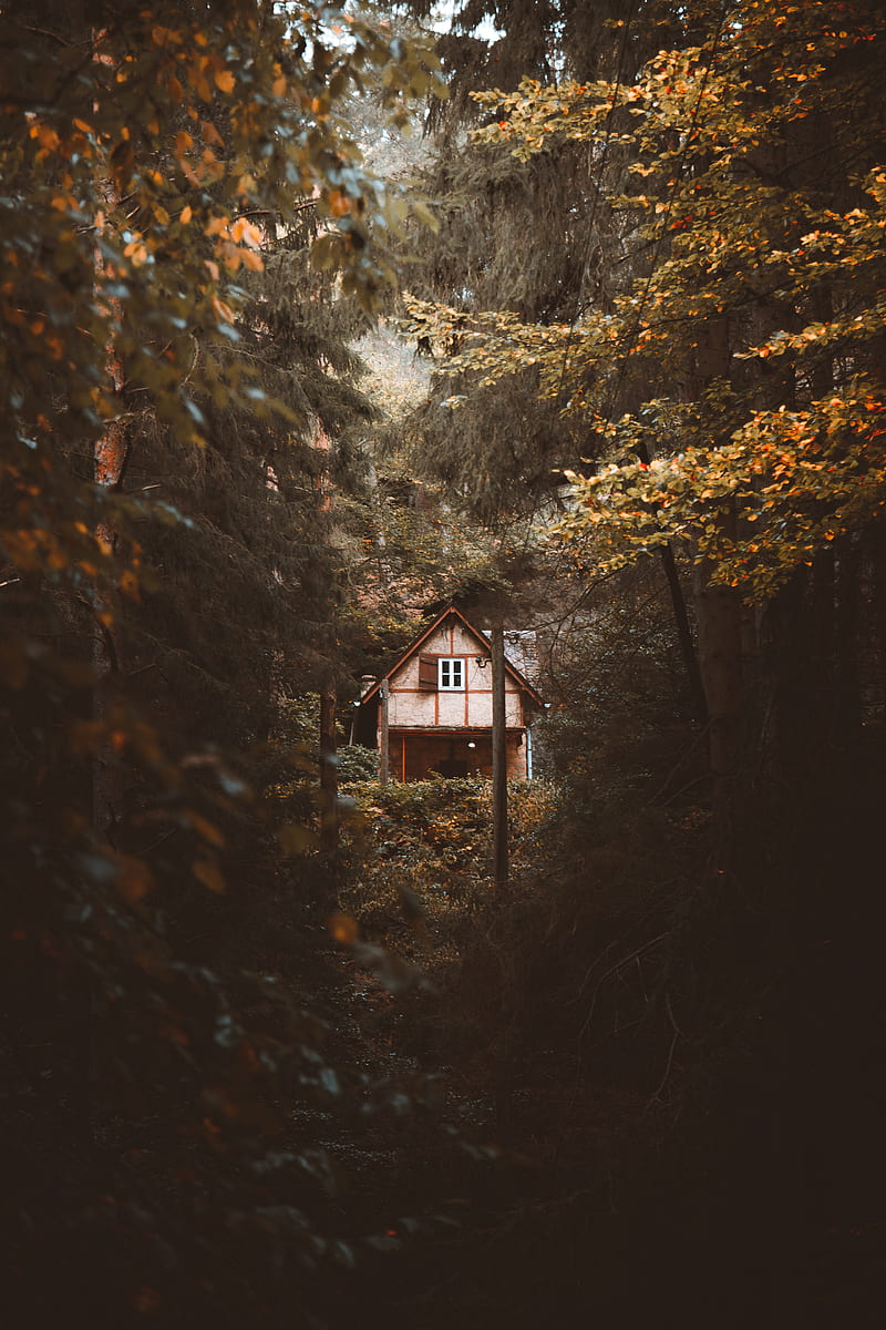 house, trees, forest, nature, solitude, HD phone wallpaper