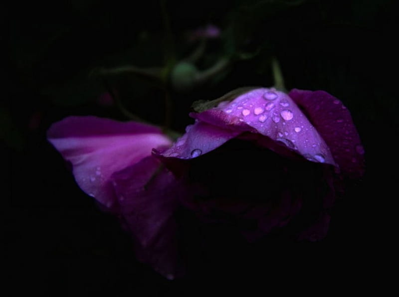 Raindrop on purple roses, purple, raindrops, dark, flowers, roses, HD wallpaper