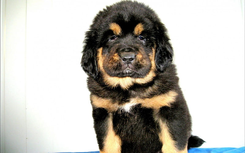 Tibetan Mastiff, big , dog, HD wallpaper