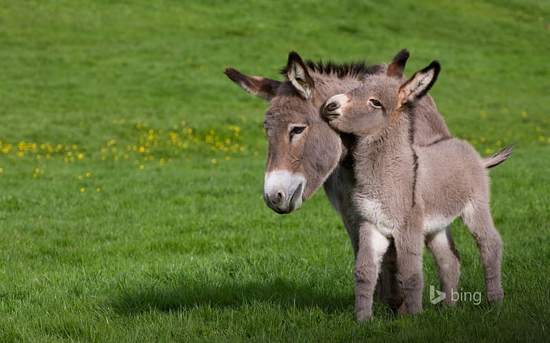 Cotentin Donkeys, Bing, Cotentin, Donkeys, HD wallpaper