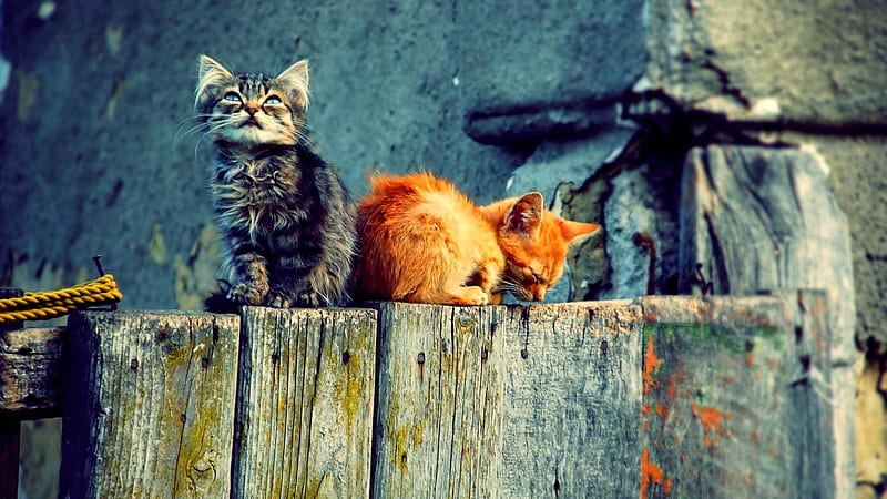 Orange Black White Tabby Cat Kittens On Wood Trunk Funny Cat, HD wallpaper
