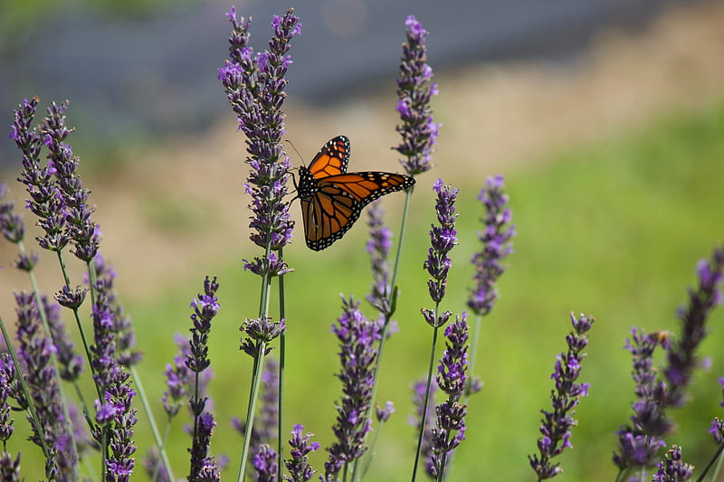 butterfly, lavender, flowers, insect, macro, HD wallpaper