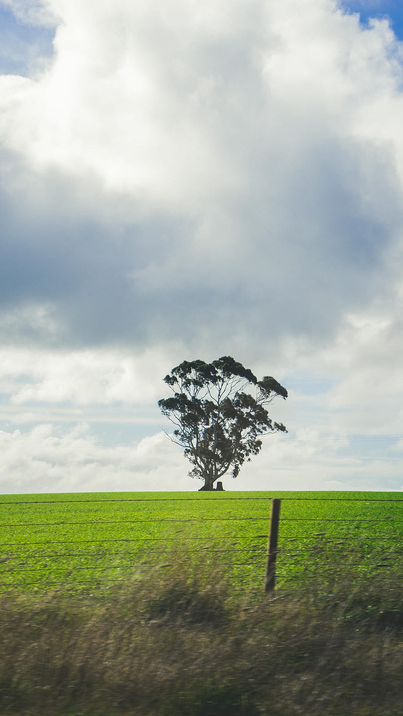 Green tree in the middle of grass field, HD phone wallpaper | Peakpx