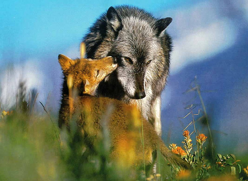 Mom and Pup, wilderness, nature, spring, wolf, wolves, HD wallpaper