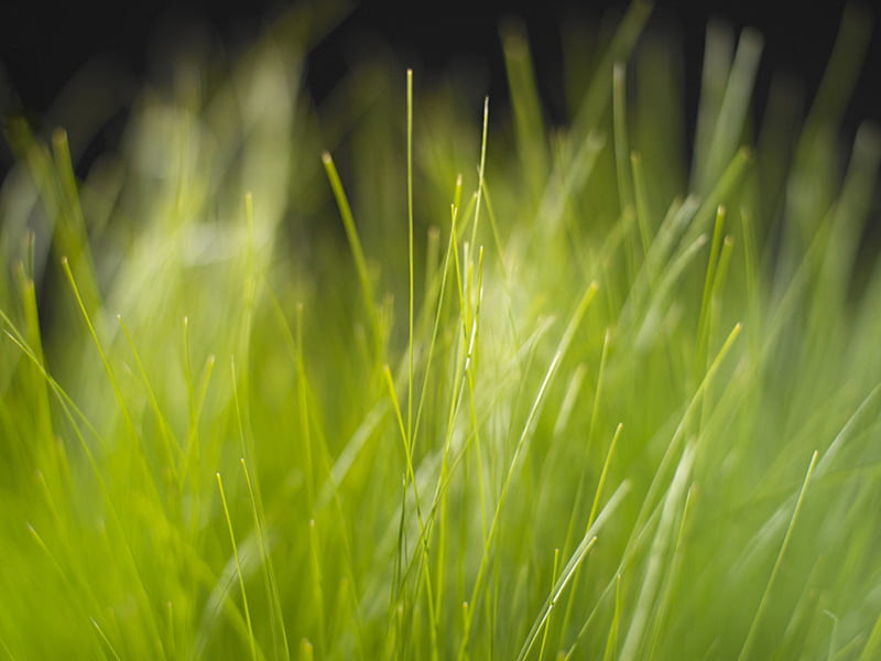 Nature, Grass, Blur, Close Up, Earth, HD wallpaper | Peakpx