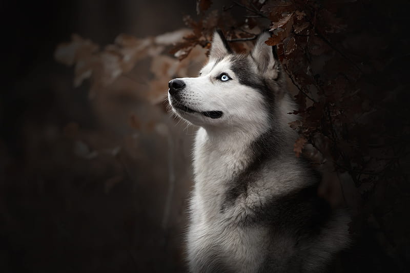 Siberian Husky Dog Breed, siberian-husky, animals, dog, HD wallpaper