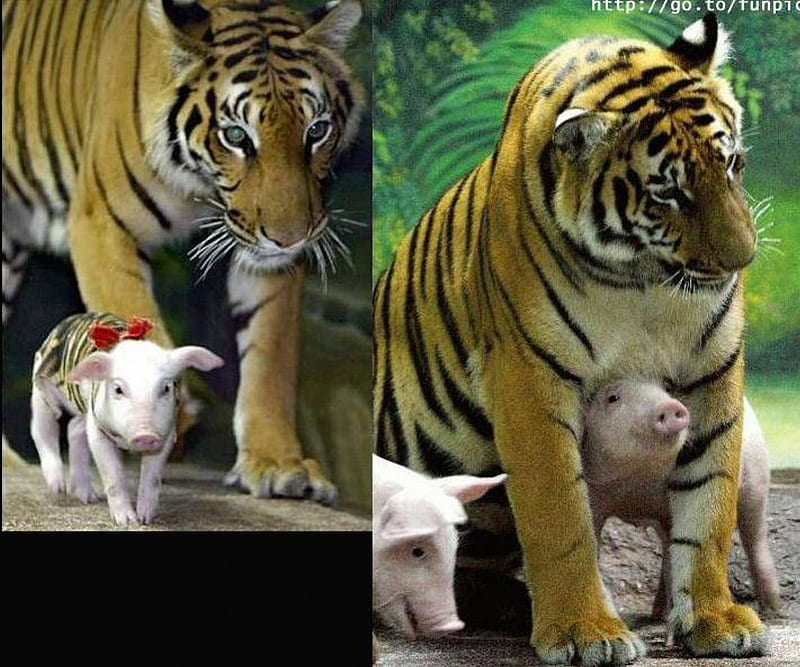 Tiger with baby piglets # 2, zoo, Tiger, Piglets, mom, nature, animals, HD wallpaper