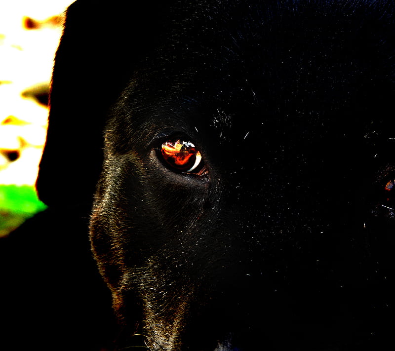 Labrador Eye, black, dog, lab, HD wallpaper