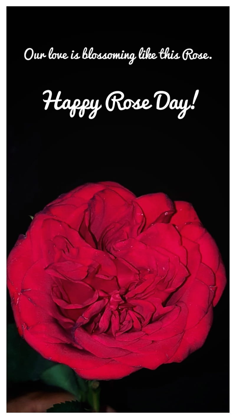 Happy Rose day, feelings, love, romantic, rose, HD phone wallpaper ...
