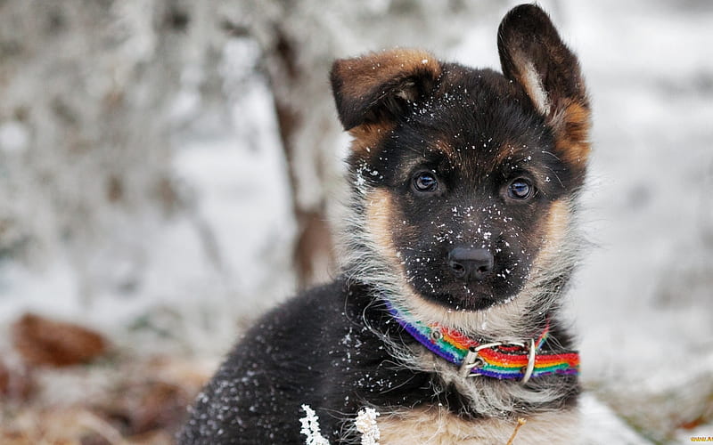 German Shepherd Pup, snow, baby, winter, dog, cute, HD wallpaper