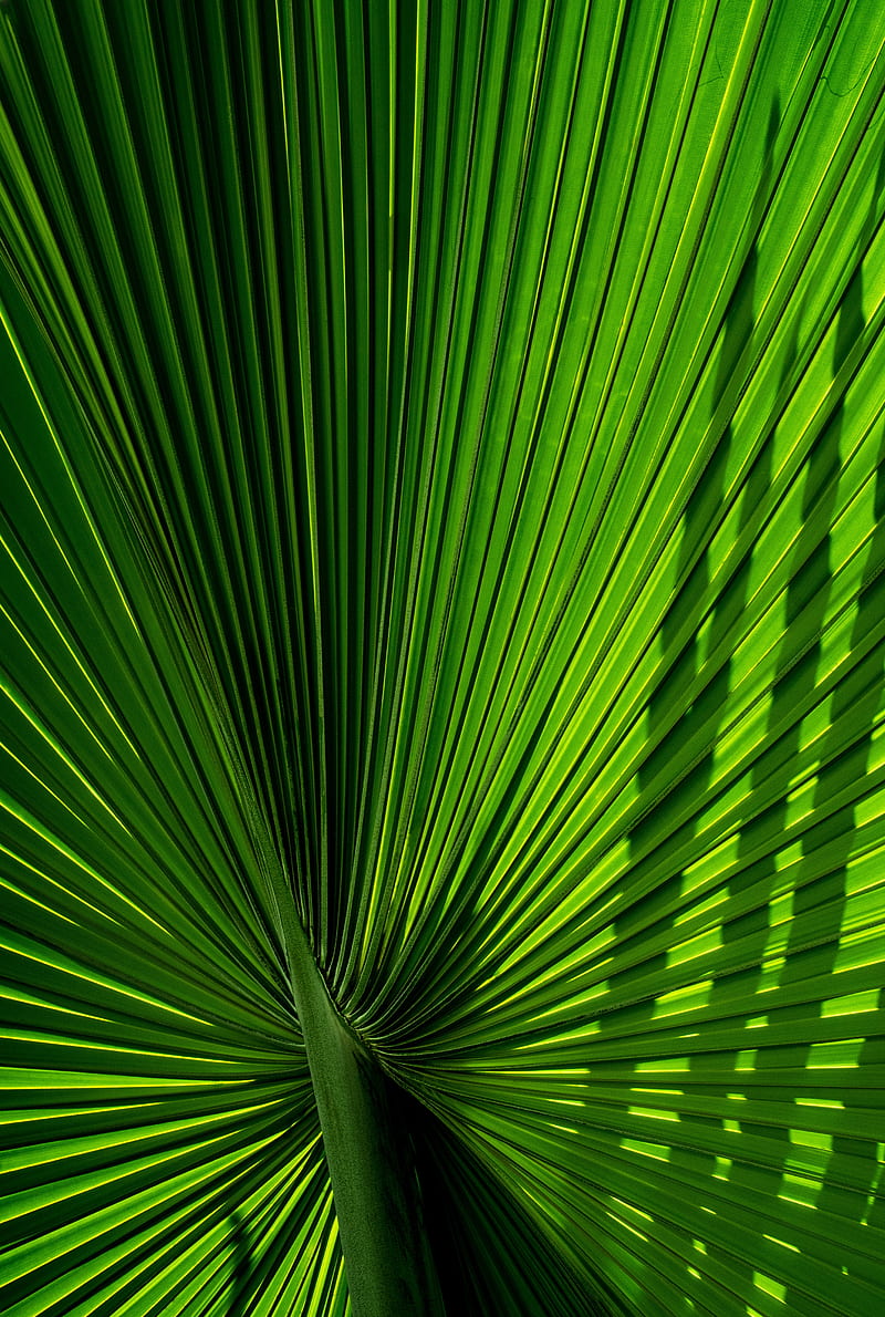 leaves, branch, palm, green, carved, HD phone wallpaper