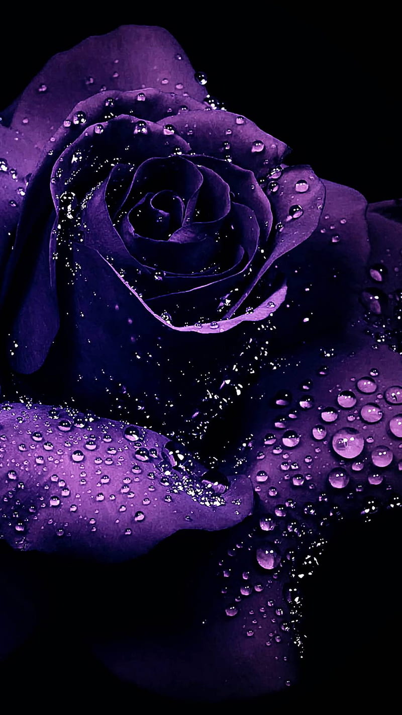 Rosa morada, flor, gotas, Fondo de pantalla de teléfono HD | Peakpx