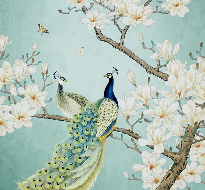 Peacocks and magnolia, bird, paun, peacock, spring, white, blue, art ...