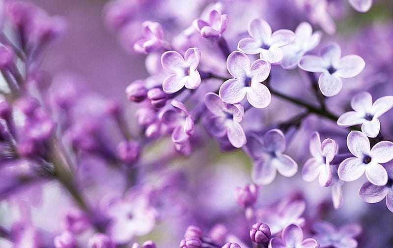 Beautiful Flowers, flowers, petals, nature, purple, HD wallpaper | Peakpx