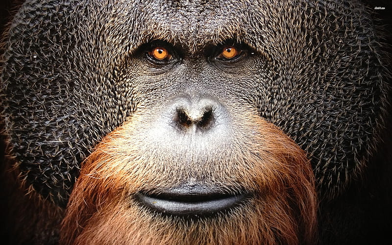 orangutan, primate, ape, face, HD wallpaper