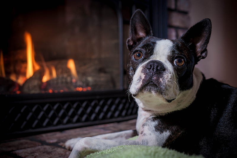 Dogs, Boston Terrier, Dog, Fireplace, Muzzle, HD wallpaper