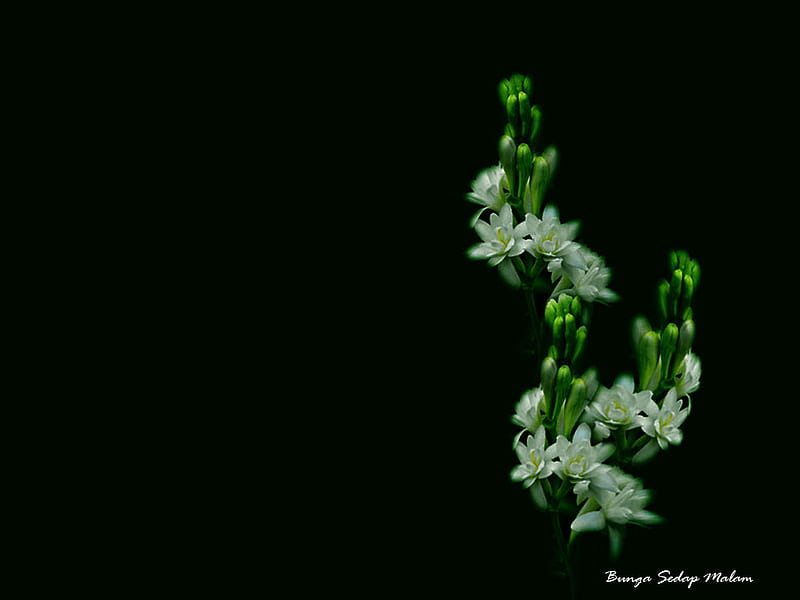 Polianthes tuberosa, green, flower, pleasure, white, sedap malam, fragrance, night, HD wallpaper