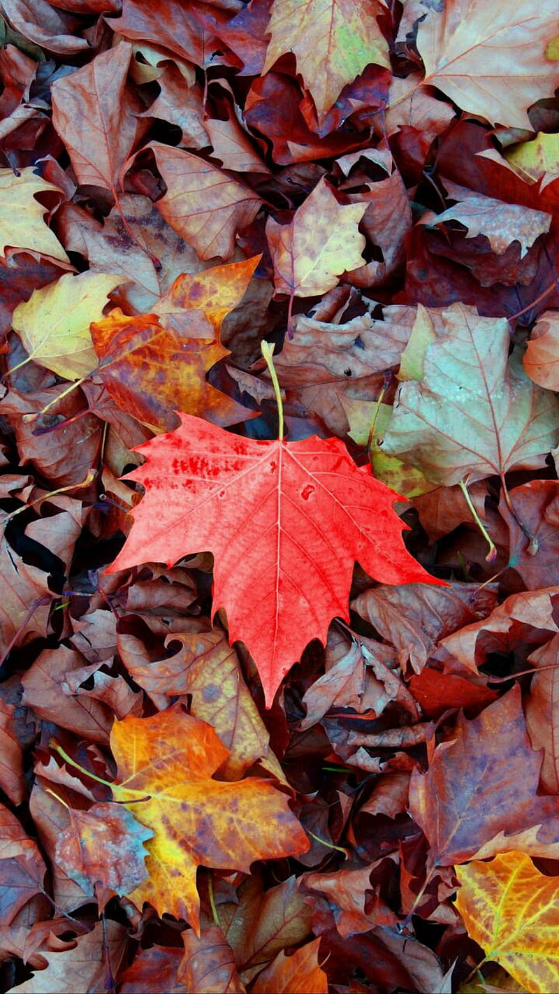 Sonbahar Yaprak, autumn, autumn , landscapes, leaves, HD phone wallpaper