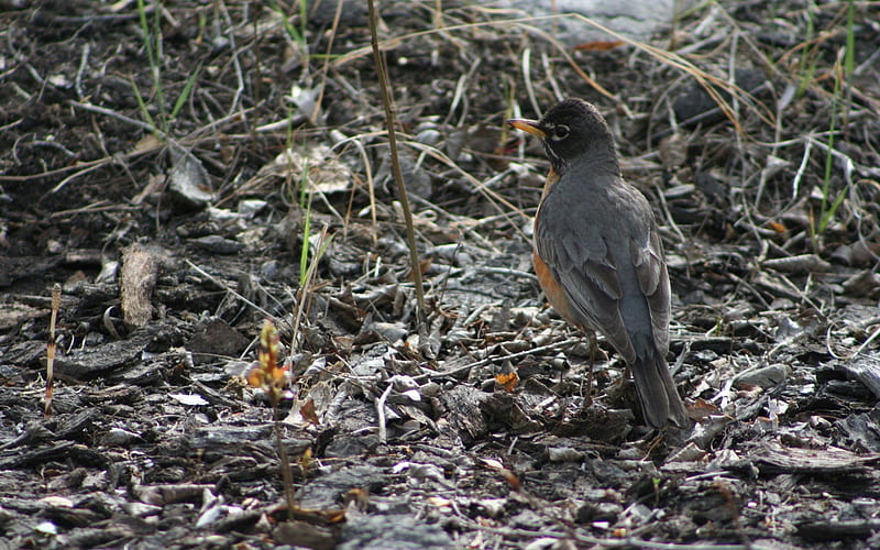 American Robin, thrush, robin, bird, turdus migratorius, HD wallpaper