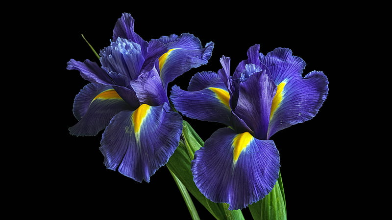 purple flowers, amoled, black, flower, green, yellow, HD wallpaper