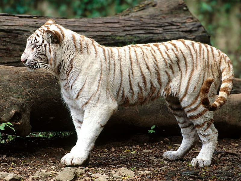 White Bengal Tiger, white tiger, bengal, exotic, india, tiger, white, animals, HD wallpaper