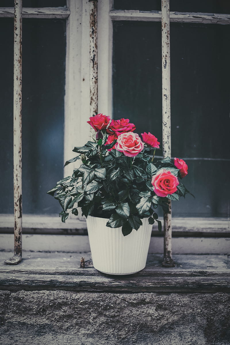rose, flower, pot, pink, decorative, window sill, HD phone wallpaper