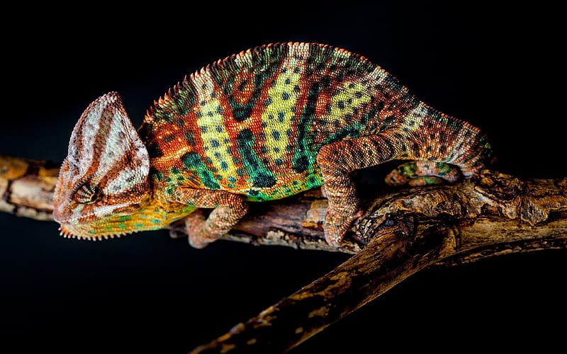 Chameleon, lizard, chameleon Yemen, HD wallpaper