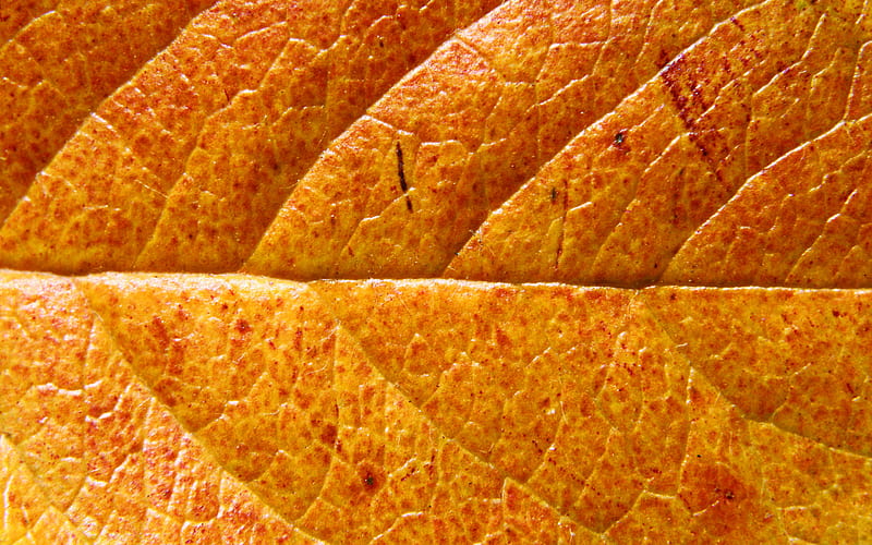 orange leaves texture, macro, autumn leaves, leaves texture, orange leaf, leaf pattern, leaves, leaf textures, orange leaves, HD wallpaper