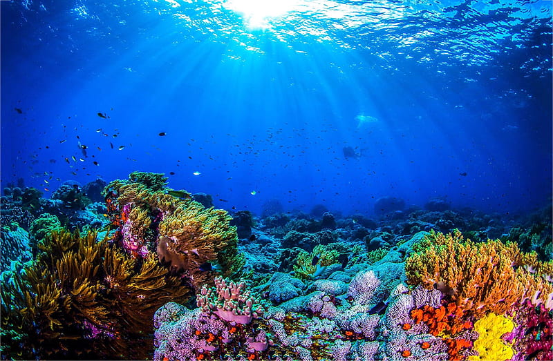 Coral Reef, aquarium, fish, ocean, tropical, water, HD wallpaper