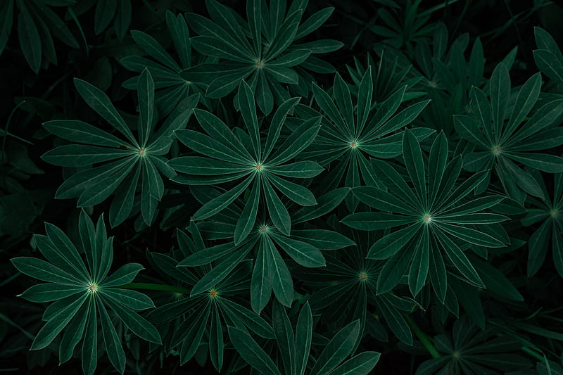 plant, leaves, branches, dark, green, HD wallpaper