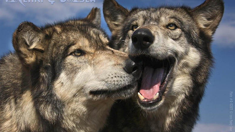 2 wolves, friendship, quotes, pack, dog, lobo, arctic, maned wolf ...