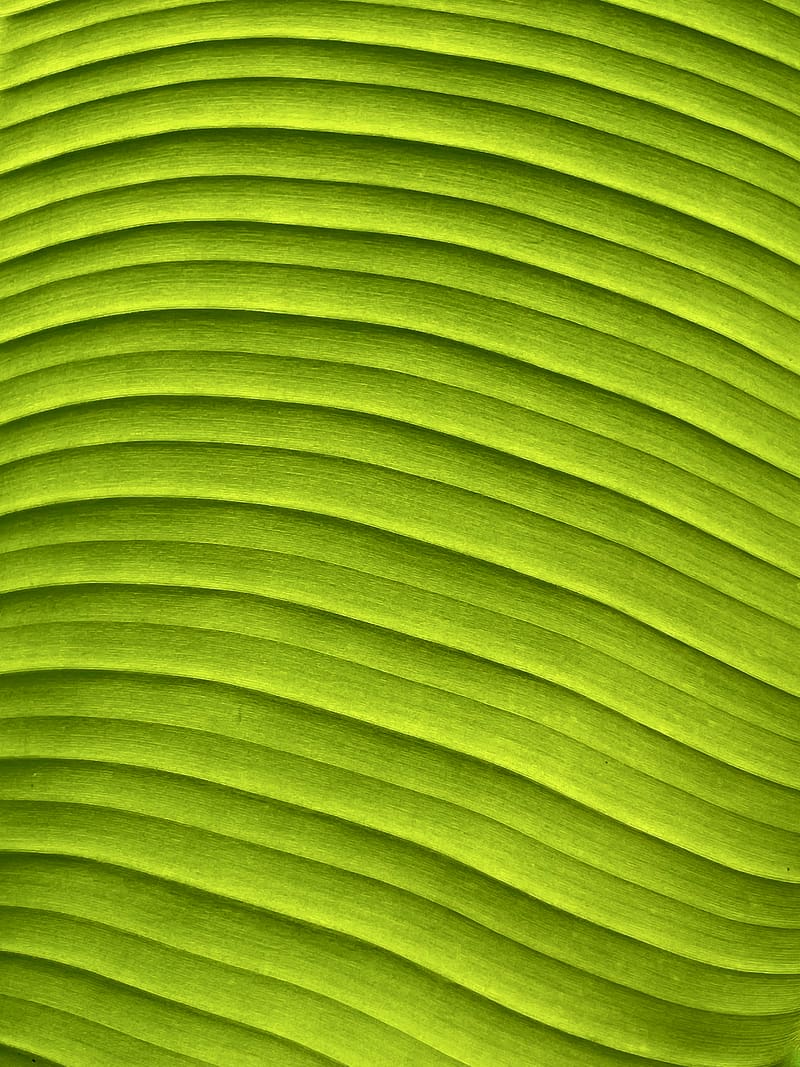 leaf, banana, green, macro, relief, HD phone wallpaper