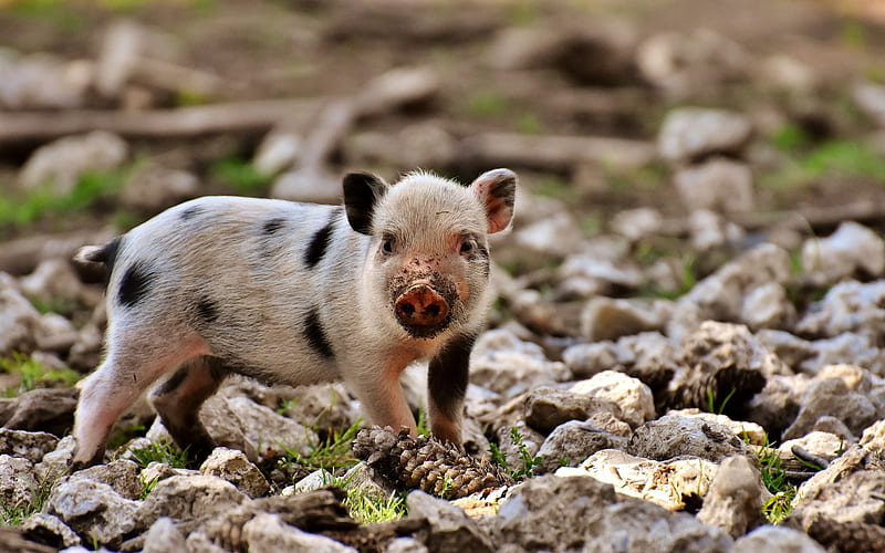 little pink pig, funny animals, pig, farm, cones, HD wallpaper