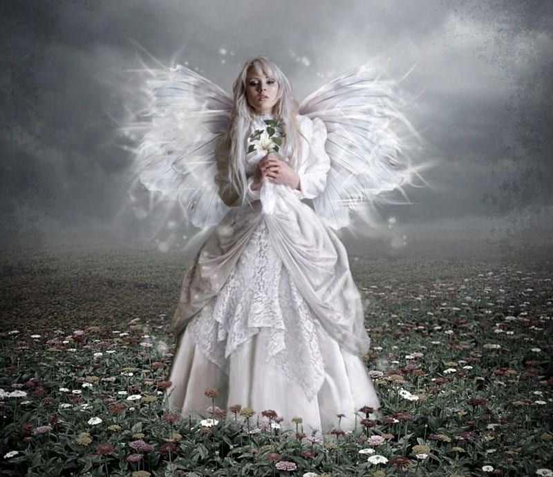 ANGEL IN WHITE, DRESS, WINGS, ANGEL, FEMALE, LACE, FIELD, FLOWERS ...