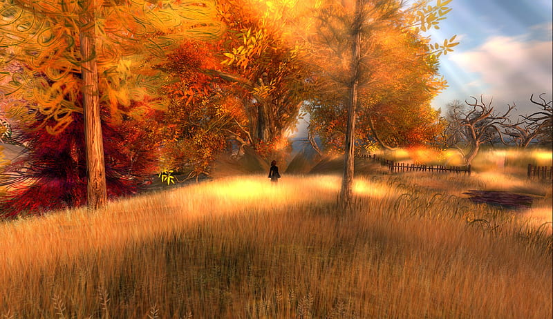 She walked in fields of gold, autumn, gold, orange, trees, field, woman walking, HD wallpaper