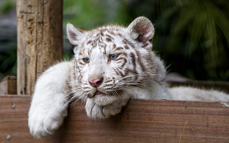 White tiger, paw, tiger, white, wood, animal, HD wallpaper